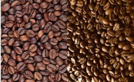 Perbedaan Robusta dan Arabika